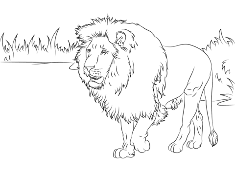 Gorgeous Lion  Coloring Page